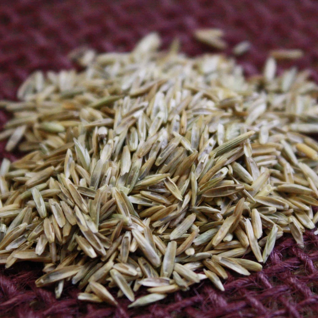 DIAMOND PERENNIAL RYEGRASS Douglass King Seeds
